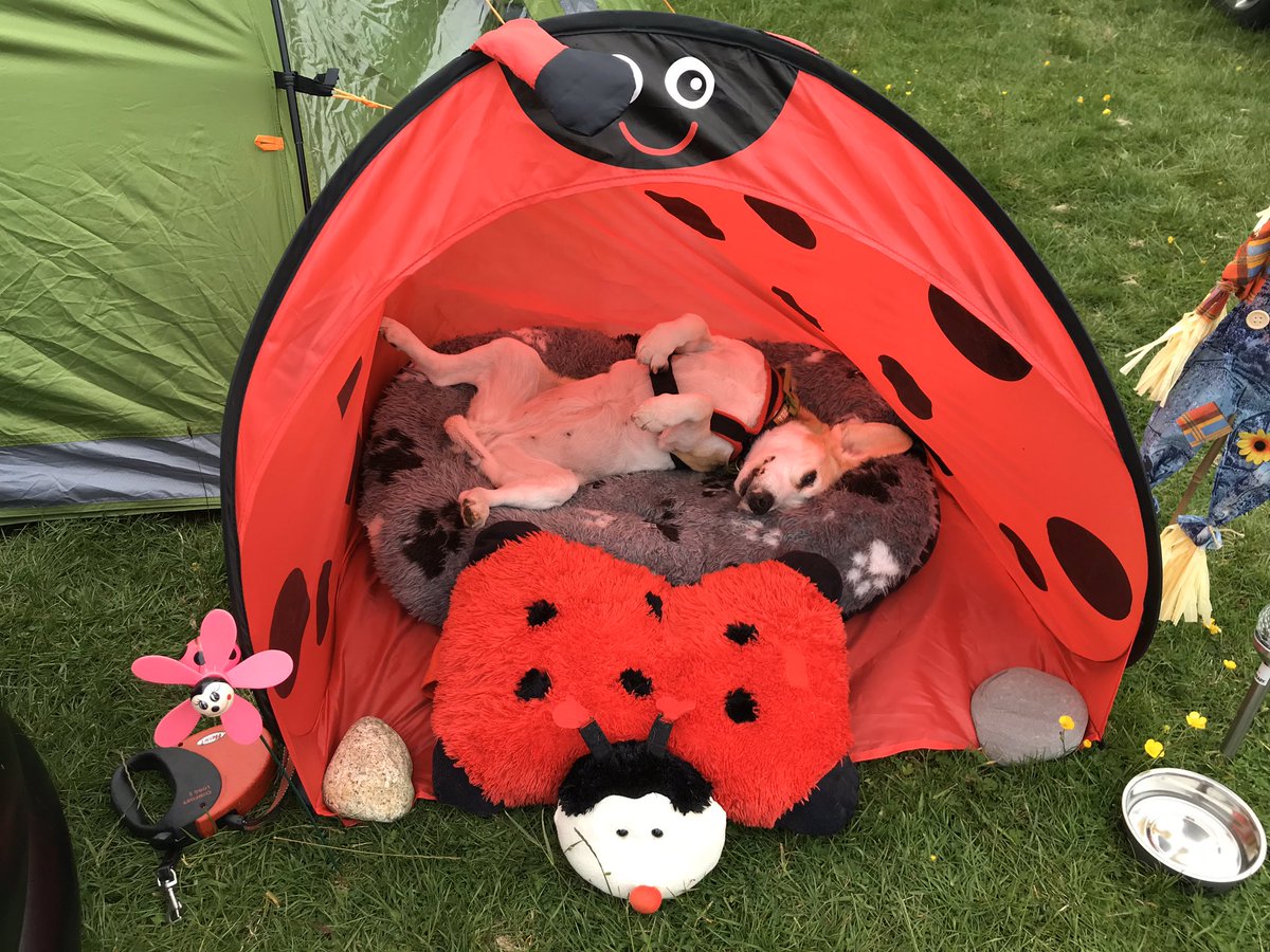 Raffa2006's tweet photo. #BeaglebugClub
#BugsHavingFun 🐞 https://t.co/5pzp6MImK5