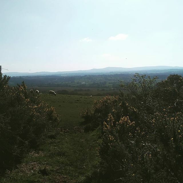daveholwill's tweet photo. Feeling very lucky/smug to live right next to this at the moment

You lot stay the hell away from my moors

#SocialDistancing #LoveDartmoor #Devon #SpringIsComing #ViewFromTheGate #DartmoorNationalPark #Dartmoor  #DogWalking #Walking https://t.co/xoKfacYocB https://t.co/NSACEbnIRT
