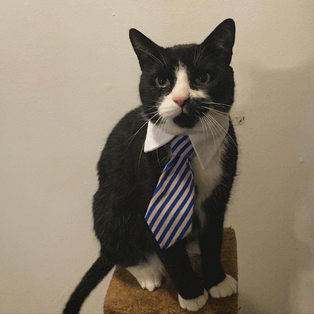 Will S. Patterson tweet media