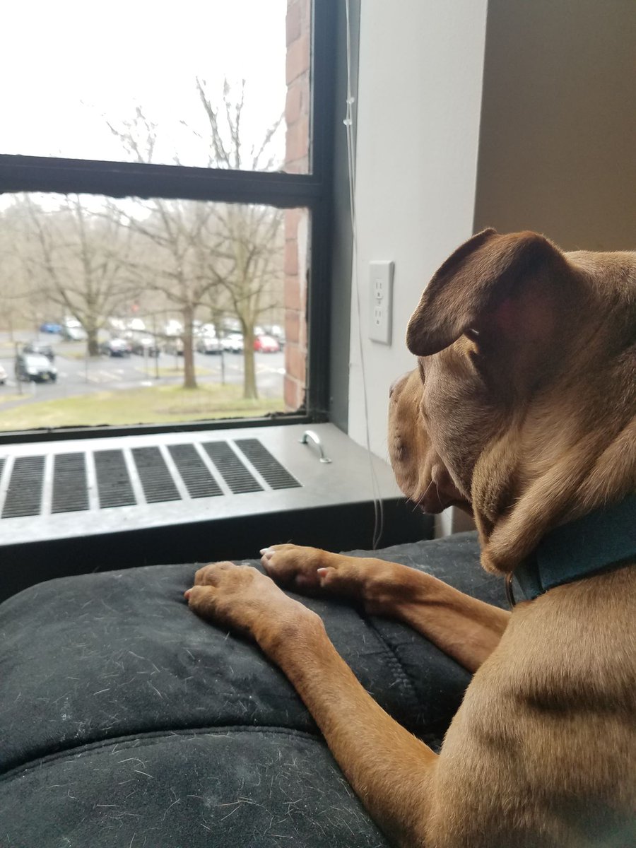 c_b_roos's tweet photo. Since we're working from home, I've decided to foster a dog! Makes an excellent lab mate and keeps me on a schedule. RN he's checking my proofs for https://t.co/ftjAj8veBE. Smart boy! https://t.co/RvPSOqModJ