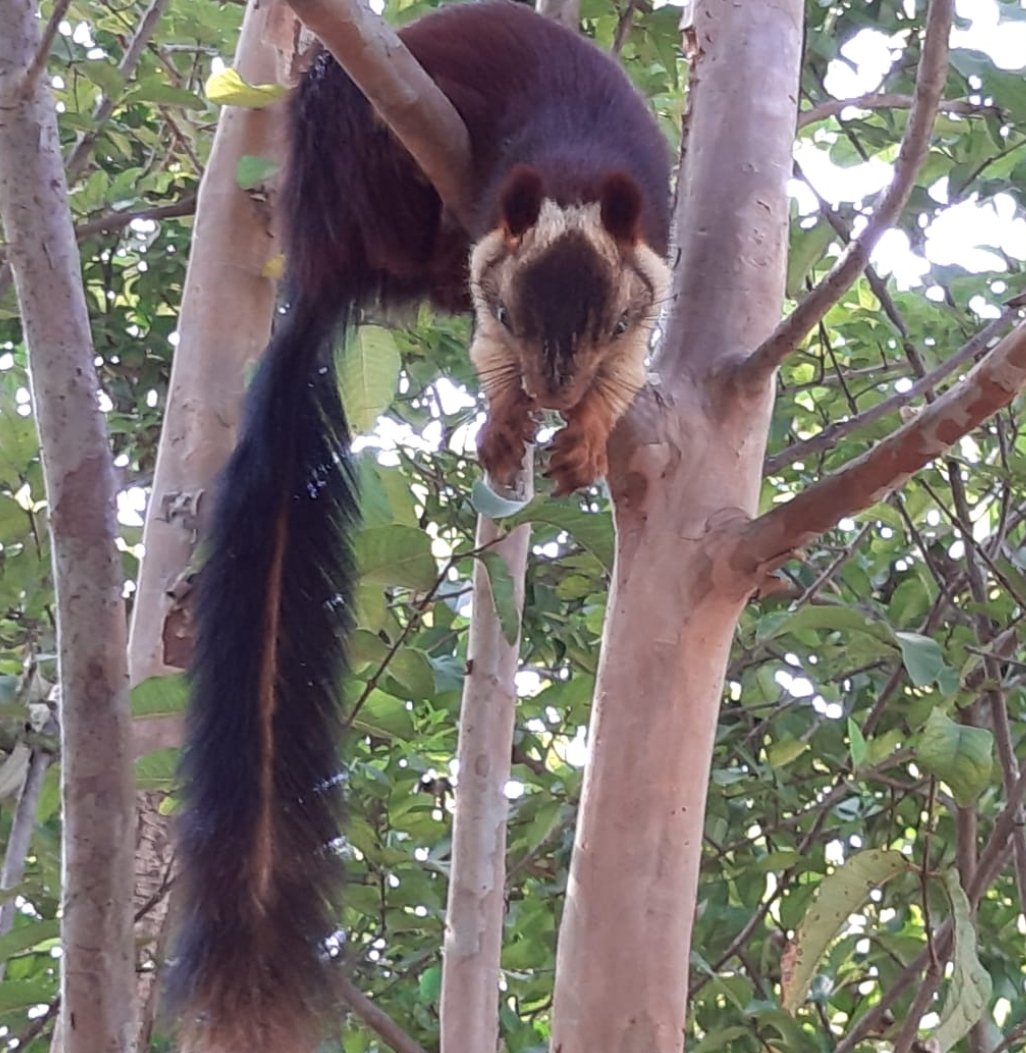 Pradeep Mishra IFS tweet media