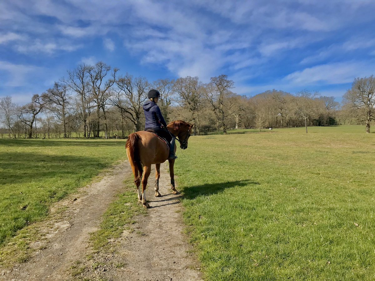 chappers_lucy's tweet photo. When the world seems a crazy place it’s good to get out with just your thoughts (and your boy) #happyplace #surreyhills #horseriding #ArabianHorse https://t.co/bhUMuM2RHl