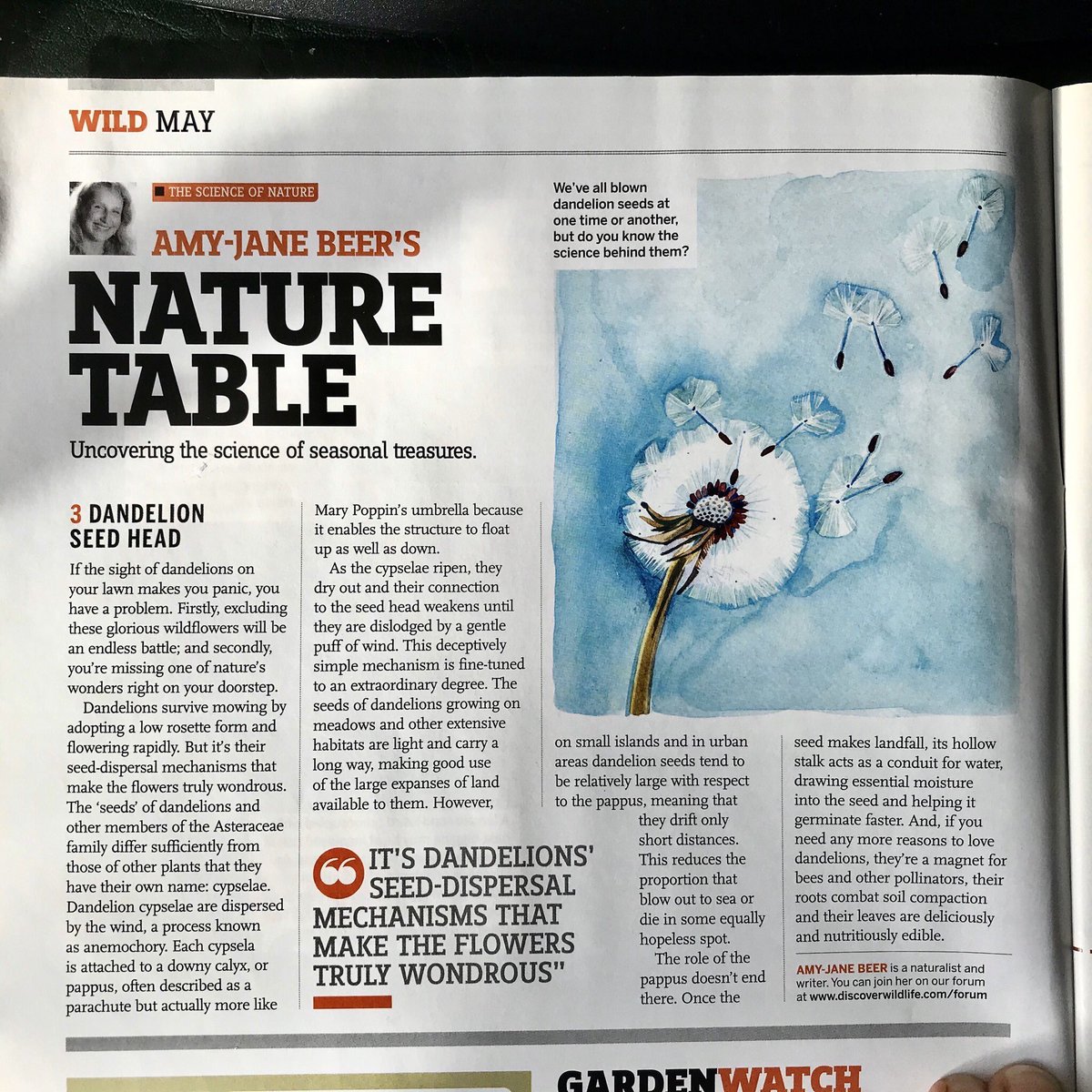 jamesgilbertmr's tweet photo. ⁦@DandelionsBee⁩ in case you haven’t seen before this great little BBC Wildlife magazine article by ⁦@AmyJaneBeer⁩ https://t.co/bFrOvN8xIf