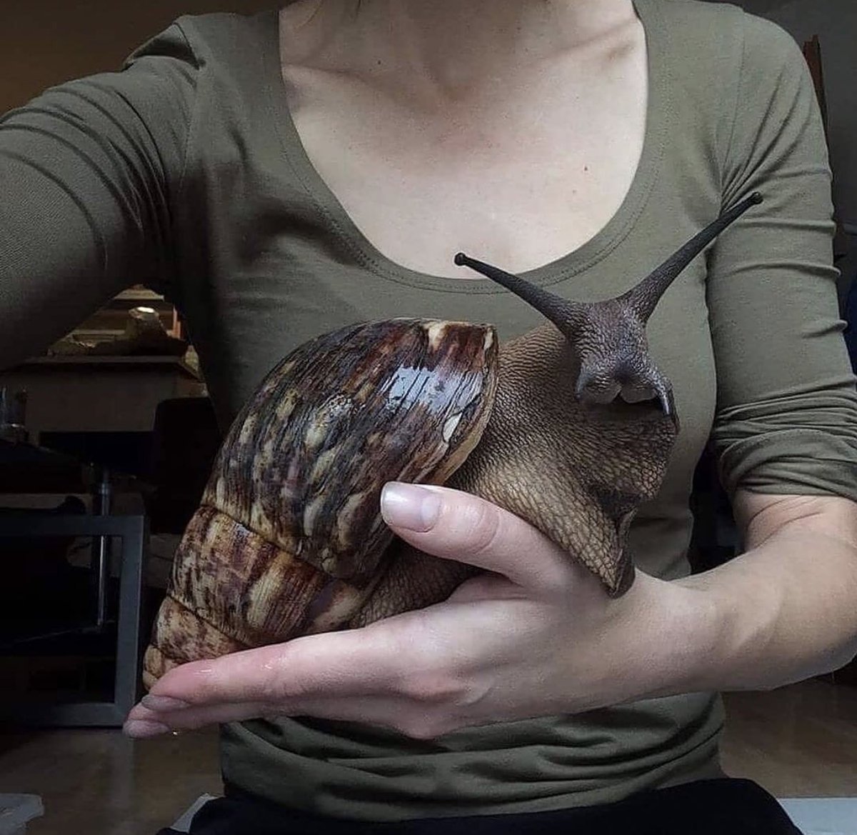 taylorndean's tweet photo. woke up thinkin bout this snail https://t.co/pIT5okR50I
