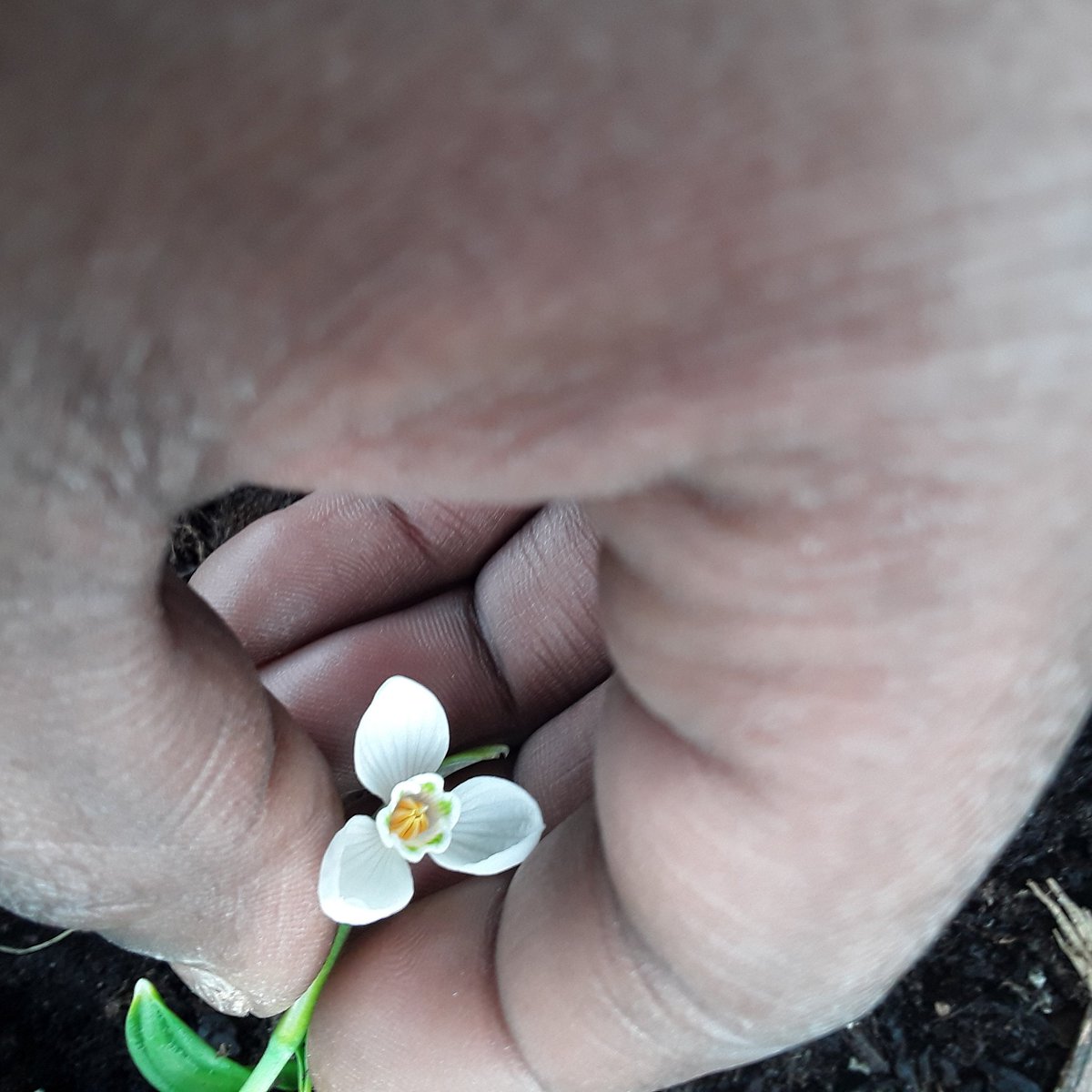I wish I planted more snowdrops