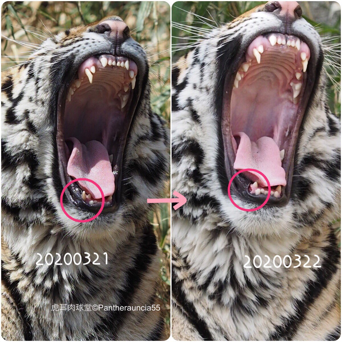 虎耳肉球堂 A Twitter ショウヘイが本日かぶりついた新しい麻袋と牛骨の様子はこちら よく見てると座って休んでる時も生えかけの歯や歯茎が気になってお口くちゃくちゃ舌でぺろぺろ してます ヒト科だと小学校低学年やね 多摩動物公園 ショウヘイ 乳歯生え
