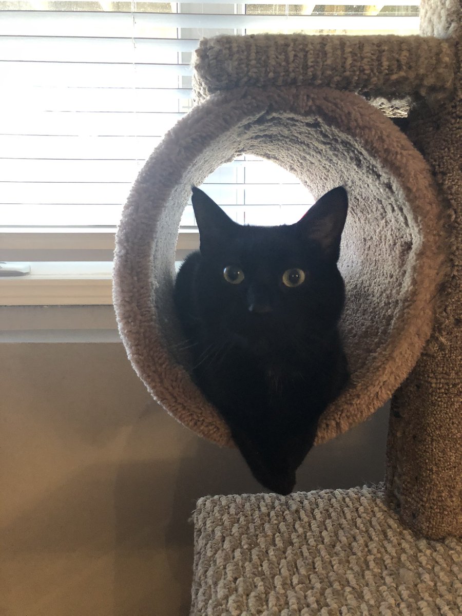 Sarah Reeves tweet media