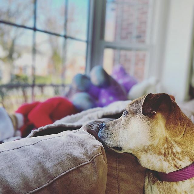 ADGoldfarb's tweet photo. Ginny relaxing on the couch birdwatching and being super photogenic. Anyone else have amazing dogs with them in iso? https://t.co/X30T1tPraB https://t.co/AbmP65mWAz