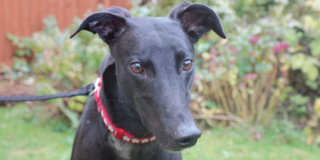 Due to the current situation concerning coronavirus, we are seeking foster homes for some of the lovely greyhounds in our care.
If you feel you could offer a short term foster home, please contact welfare@greyhoundtrust.org.uk or 0208 335 3016 so we can discuss your requirements