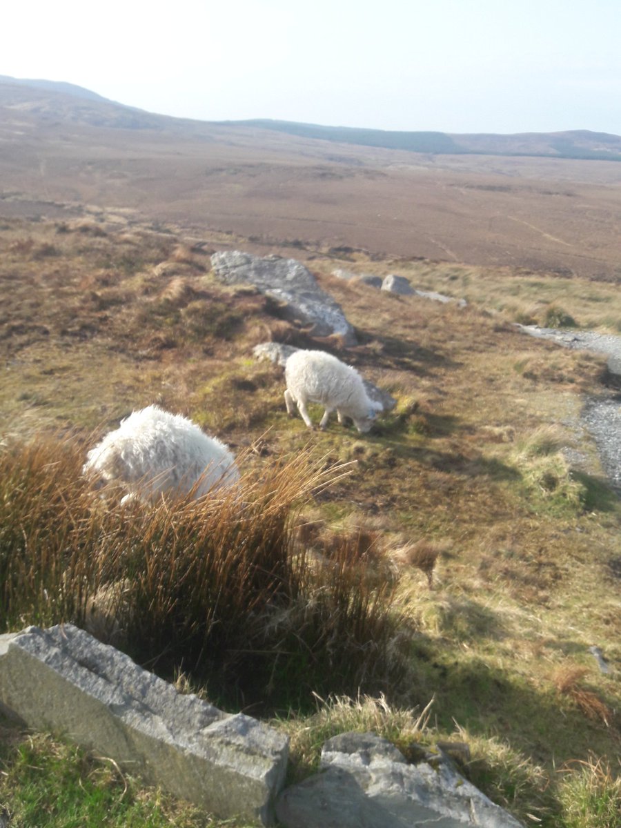 Early #SundayMorning hike up Diamond Hill to avoid any crowd!! Happy to report 99% of humans i encountered adhered to #SocialDistancing rules and in good humoured fashion too! 🚶‍♀️💎⛰🐑🌍☺ #Connemara #WalkingTrails