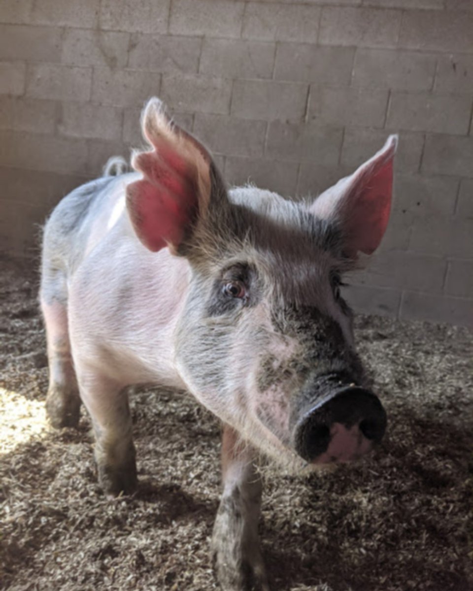 barszranch's tweet photo. Yoyo, the pig, is getting ready for a successful 4H fair! Maddi Borland will show her pig in both Showmanship and Market classes. Go Maddi!
#barszranch #barszanimals #pigsofinstagram #4H #fair https://t.co/LeKgjy8DQv