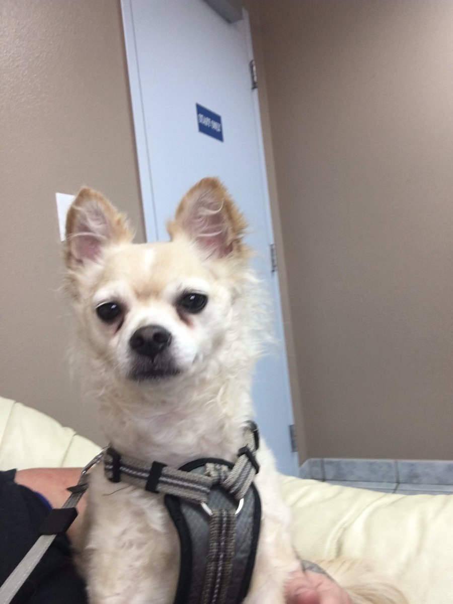 thexviewz's tweet image. Angry... why would insurance companies STOP covering inhalers during allergy season AND with coronavirus going on. Unreal! #unfairinsurance #bigmoneymedicinesucks #hihowareyou 

On a happier note... good morning from Zuesy ❤️