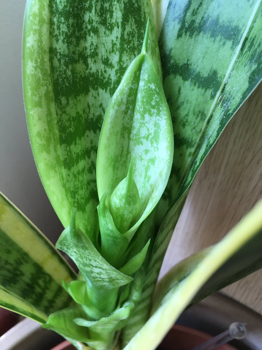 I forgot to post at the weekend so have two today: orchid and sansevieria. I’m a bit embarrassed about the sansevieria that  @sabineschutte gave me. Impossible to kill, but I always like a challenge  It has lovely new growth but the outer leaves weren’t happy or healthy 