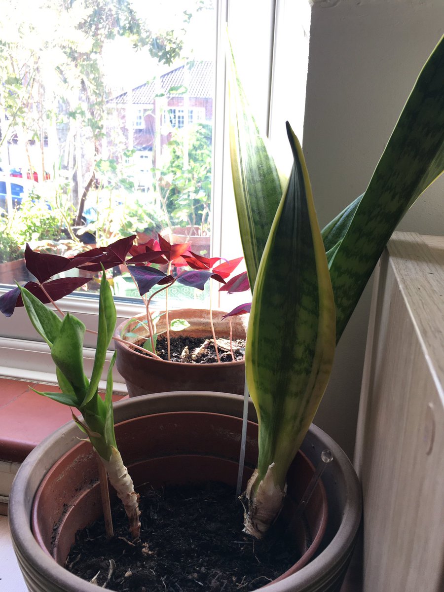 I forgot to post at the weekend so have two today: orchid and sansevieria. I’m a bit embarrassed about the sansevieria that  @sabineschutte gave me. Impossible to kill, but I always like a challenge  It has lovely new growth but the outer leaves weren’t happy or healthy 