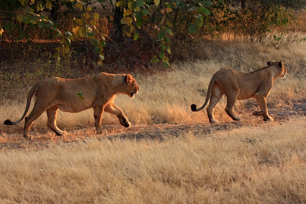 He do the walk of life ... yeah, he do the walk of life.Gir National Park, Nov 2017.