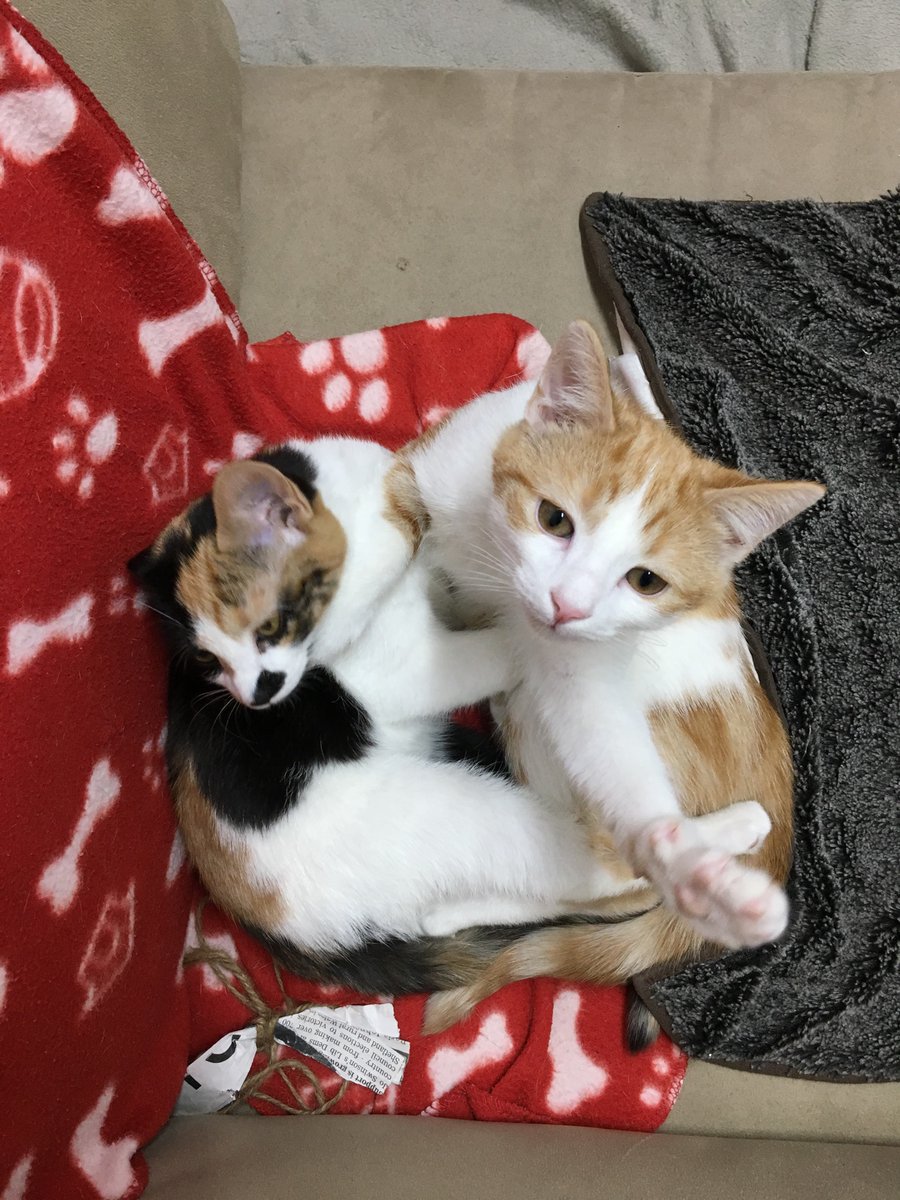 CatTailsofYork tweet picture