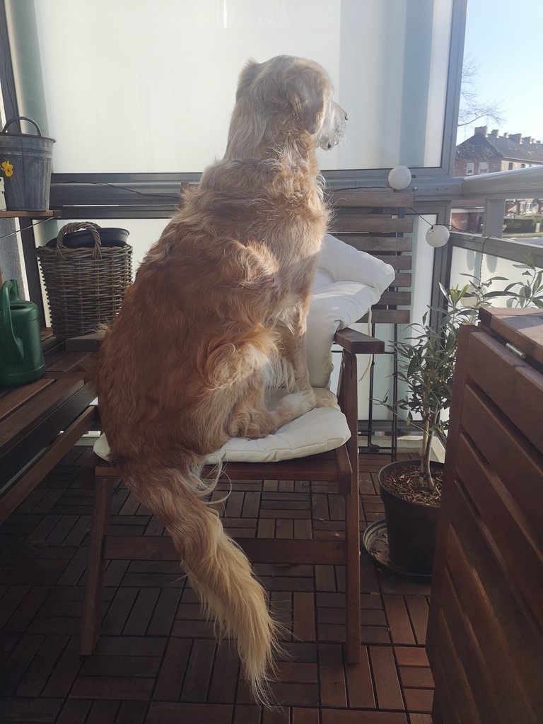 Supernatsch's tweet photo. Haben jetzt einen Wachhund. https://t.co/0kEqDpMIhV