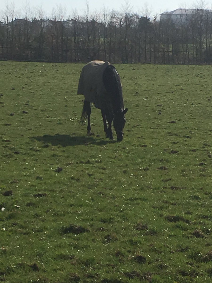 Hey <a href="/KingAltior/">Altior</a> here is your mum Monte Solaro enjoying the sunshine in my neighbour Paddy’s field in Co. Laois. Happy Mother’s Day! <a href="/sevenbarrows/">Nicky Henderson</a> <a href="/RacingTV/">Racing TV</a> <a href="/nickluck/">Nick Luck</a>
