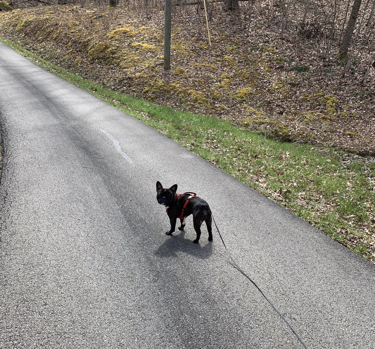 Let our Frenchie “CHUNK” take me for a walk this morning while steaming <a href="/aaronjmansfield/">Aaron J Mansfield</a> live from the Morehead United Methodist Church.
Not all is bad, just different.
#KYTogether