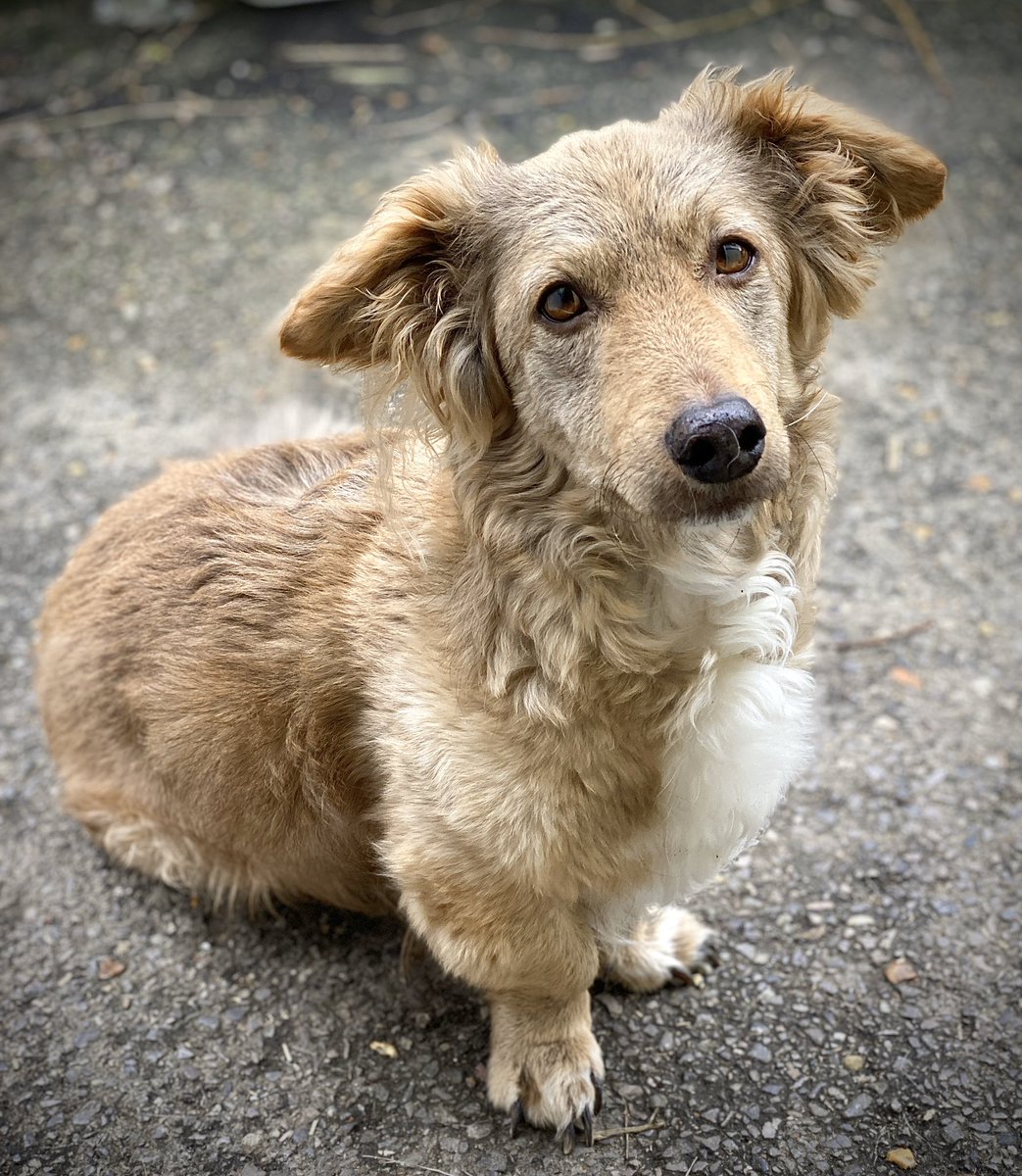 beaumontphotog's tweet photo. Despite possibly being the most annoying little dog ever, he’s a heart stealer 💕 #pets #RescueDogs https://t.co/fRWutDwMAa