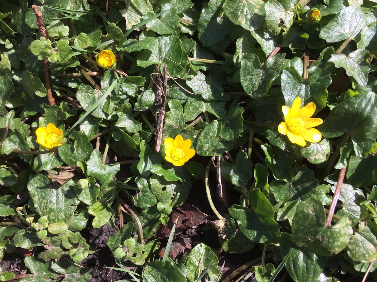 _SharonThompson's tweet image. Staying local &amp;amp; social distancing I took #SolaceInNature today. It was such a relief to be “away from it all”. 
But the best bit was hearing woodpeckers drumming.
@SIBirdClub 
#SoundsOfSpring #LetNatureSing 
#NaturalHealthService