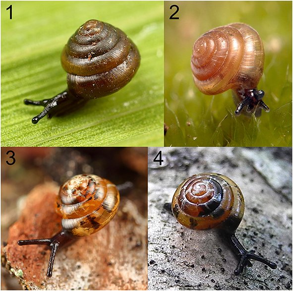 NHM Systematics & Biodiversity tweet media