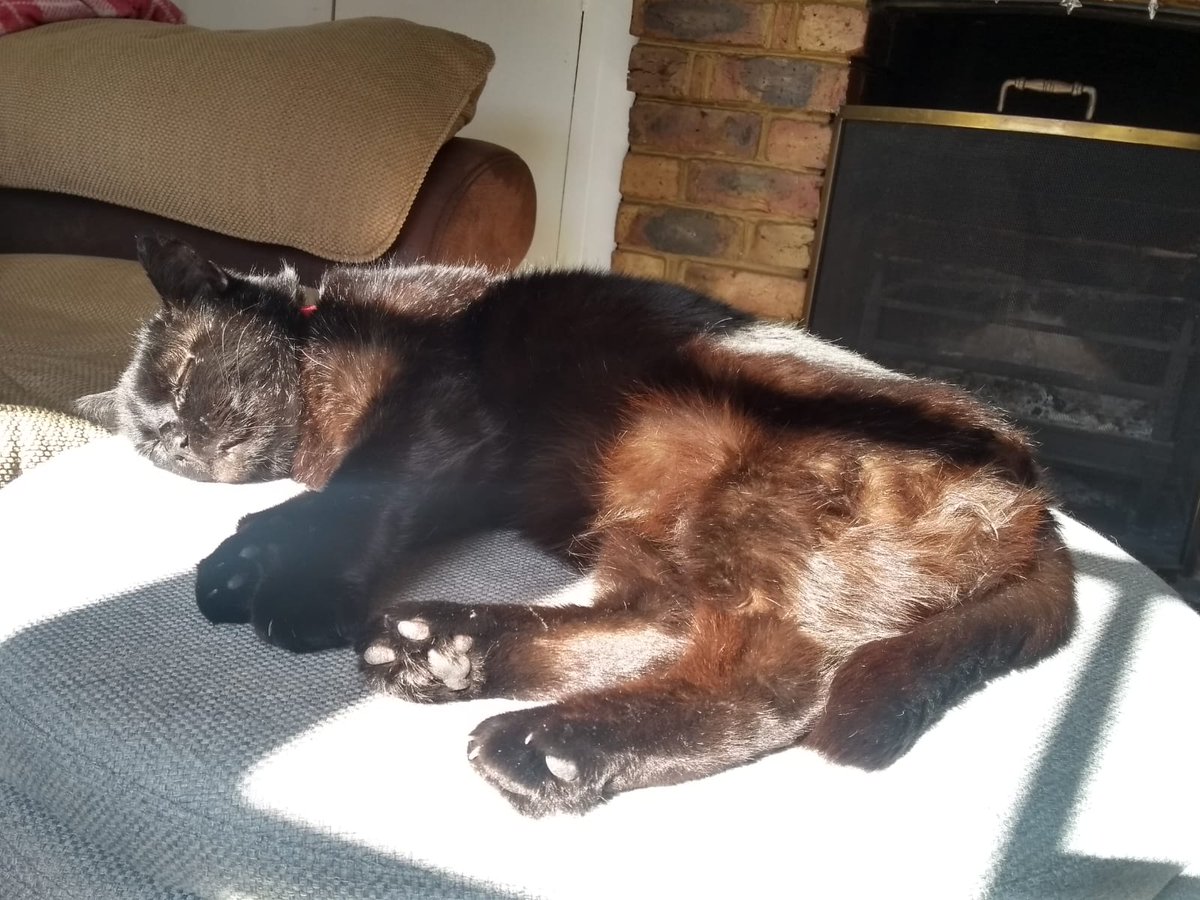CheddarGorge's tweet photo. A very happy mother's day to all my fellow cat (and/or small human) mamas 💕😻😍💕. Stay safe and enjoy this pic of an exceedingly relaxed Claude 🐾 #MothersDay #CatsOfTheQuarantine https://t.co/MDx2i9oxHx