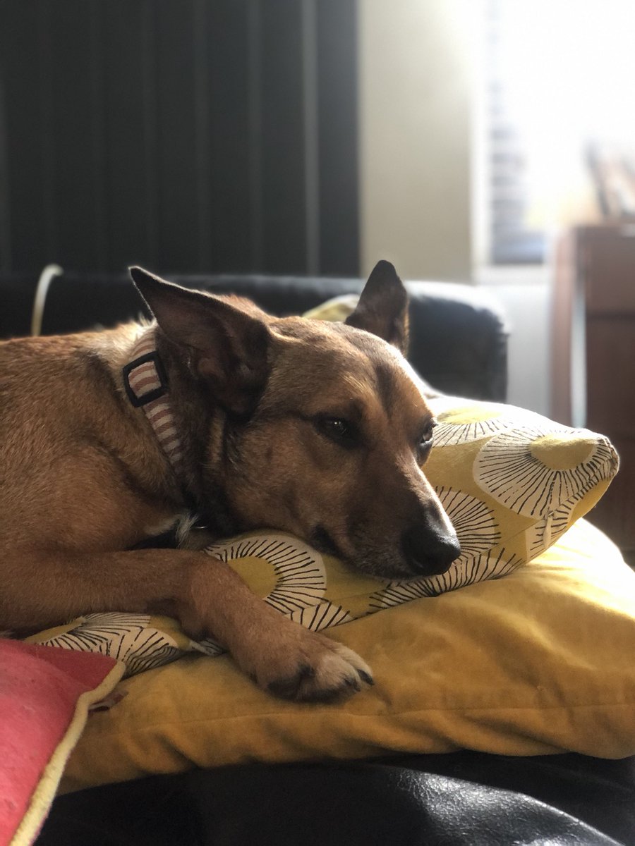 DollysDay's tweet photo. She might look innocent now, but I just took the naughty Miss Babs for a walk on Brighton beach and she ran up to a man sunbathing nude (in March!) and threw her stick at him. Repeatedly. I had to go and drag her away apologising to the poor naked man. #badbabs #wrongstick https://t.co/SKqm8mDmkN