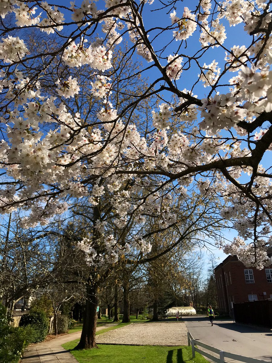 HSO_Geography's tweet photo. We have a wonderful site and stunning grounds. π πΉThank you to our amazing grounds team and all the other support staff who continue to manage our fantastic facilities #oxford #headingtonschool #spring #uk #beautiful #blossom #flowersπΈ https://t.co/ToD3OjqeNo