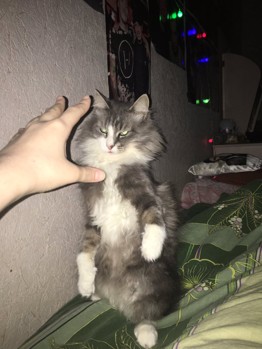 Letotsest_43's tweet photo. Моя кошка ходячий мем https://t.co/t0s1DTtA4x