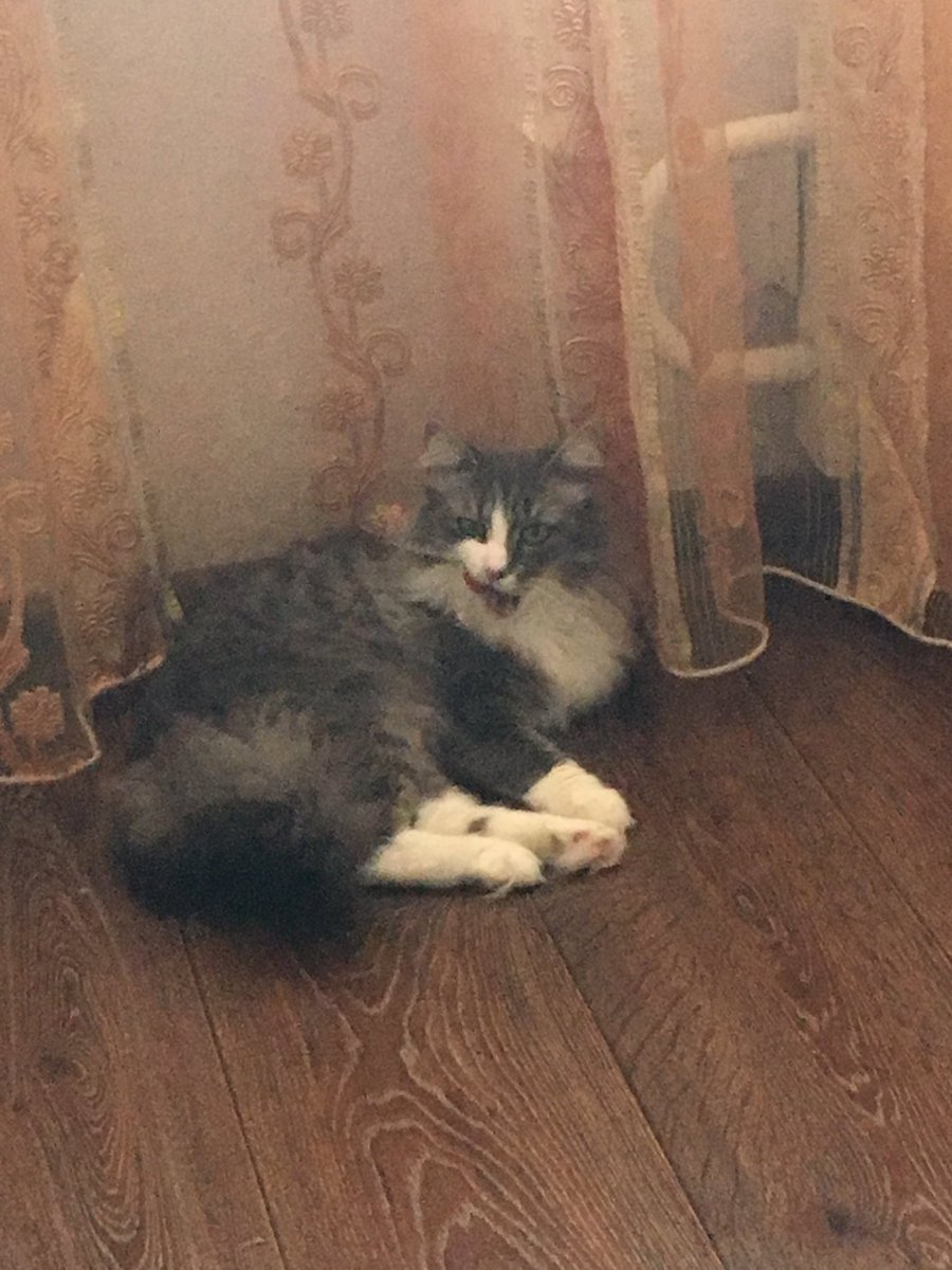 Letotsest_43's tweet photo. Моя кошка ходячий мем https://t.co/t0s1DTtA4x