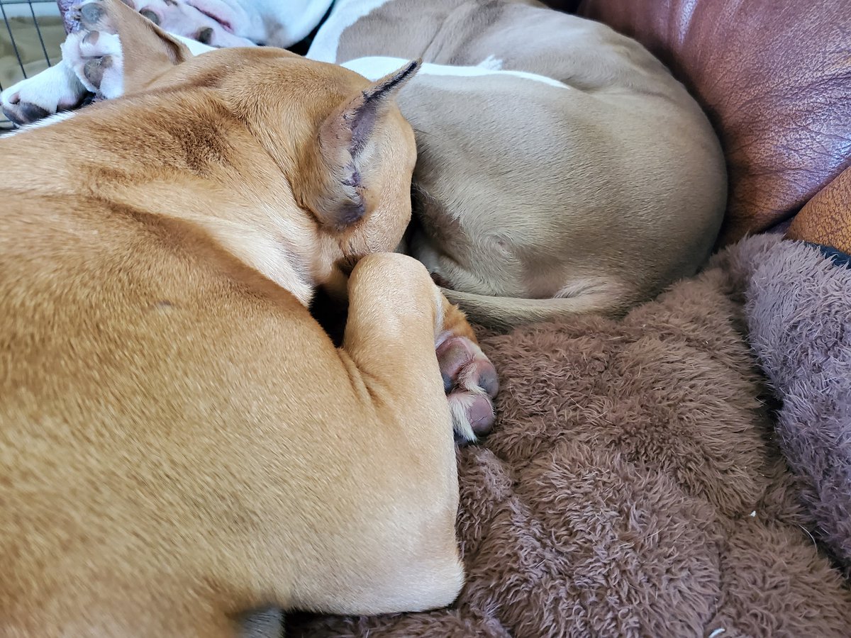 Pit Bulls and Staffies are horrible at #socialdistancing. Post photos of your dogs (of any breed) who are fails at social distancing. We'll start! #socialdistancingdogfails