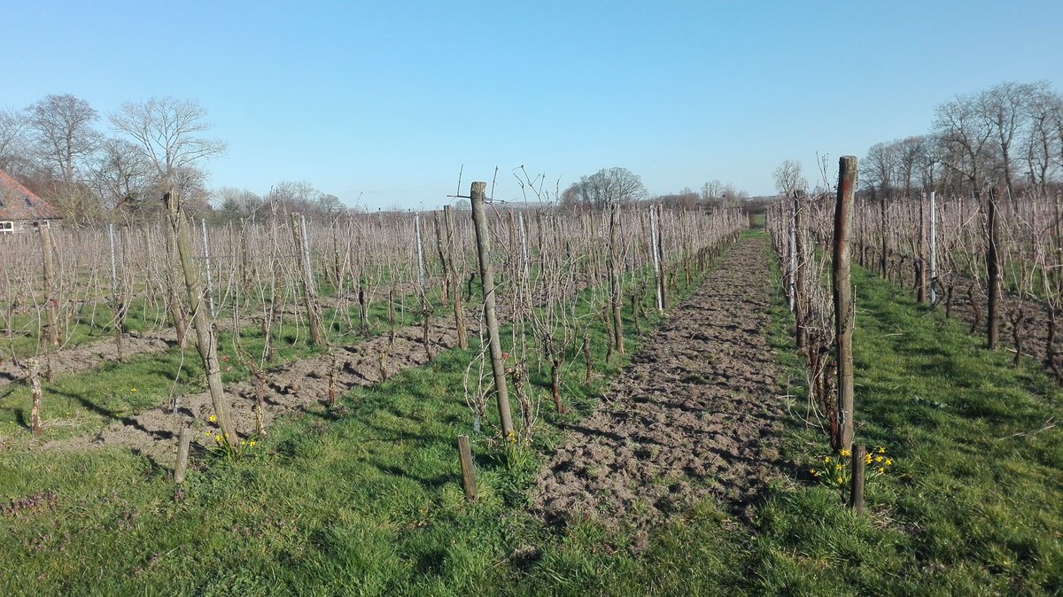 wijngaarddieren's tweet photo. Corona en frisse lucht
Je mag naar buiten, maar niet in grote groepen. Wij hebben hulp nodig in de wijngaard! Niet weer een jaar verliezen!
Deze week veel buitenwerk te doen, op gepaste afstand. Dagelijks vanaf 9 uur "uitbuigen". https://t.co/otRMHohudx
