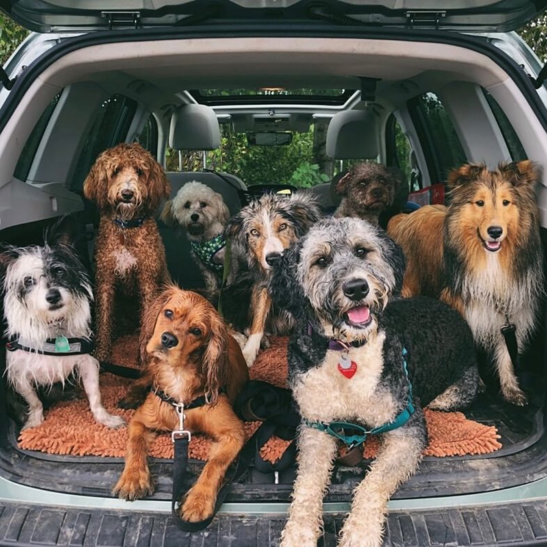 WillowSubaru's tweet photo. I use my #Forester to haul dogs around the city for off-leash adventures, training, boarding, and general puppy fun! Here’s my gang after a soggy hike. 
#Repost: @greydaydogs 

#Subaru #SubieNation #WillowdaleSubaru #AWIN #AWINgroup #AWINweareyou #WeAreYou #GOOAT https://t.co/OSFdmjgXzU