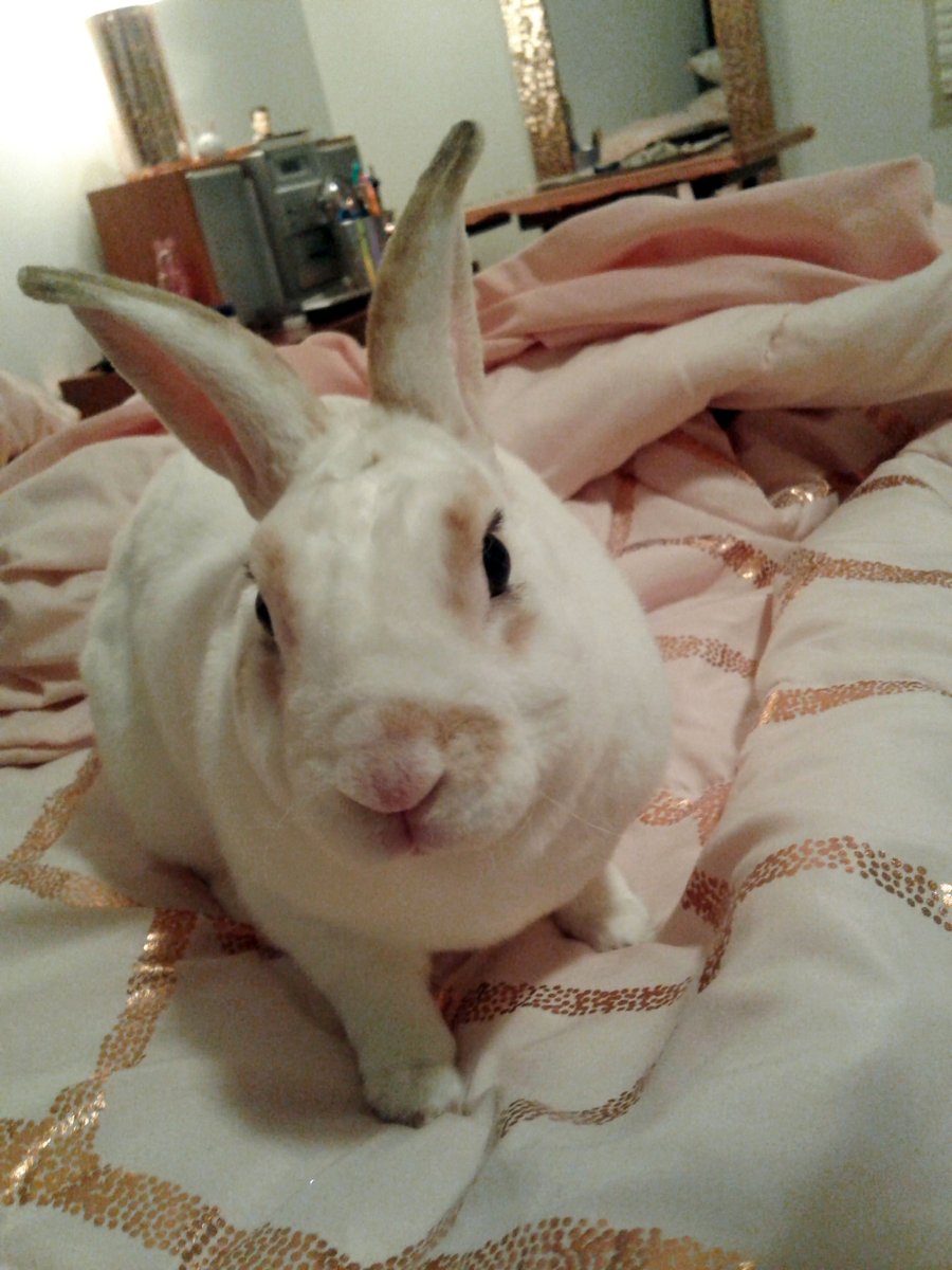 floorsharkmomma's tweet photo. How can one small bunneh possess SO much preciousness?
#beyondprecious #CloverRex #rexrabbit #whiterabbit #houserabbit https://t.co/u4ZeoKc8ov