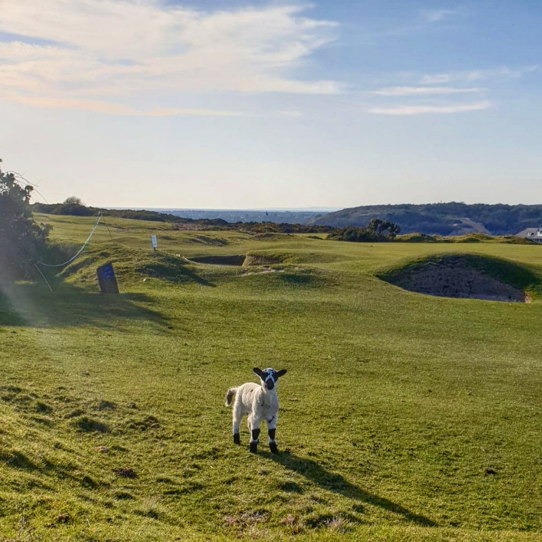 Southerndowngc's tweet photo. A little lesson from a little lamb #upthedown - Golf can still be enjoyed, as long we adhere to the social distancing rule. 

Fresh sea air ☑️
Mental health ☑️
Exercise ☑️

Don't spoil it for everyone - keep your distance! https://t.co/AHZMS1ssXB