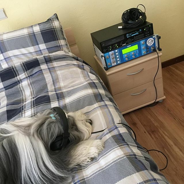 Dreamdog tweet media