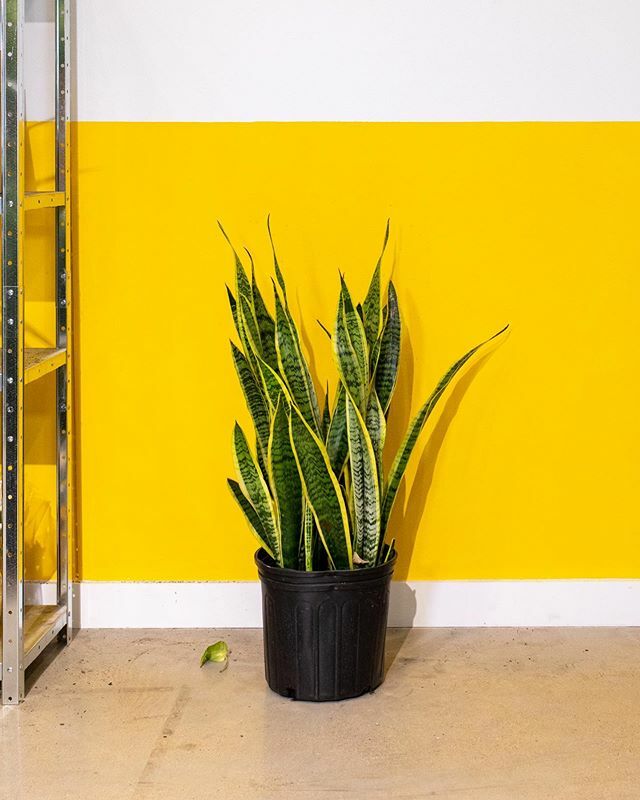 desk_plants's tweet photo. Under the right care (aka, very little!), the Sansevieria can grow up to 12 feet tall!🌱
These multi-speared succulents are also among the fastest growing indoor plants and Spring is the season to repot and propagate your snake plants and spread the air purifying love!🐍💚
Happ… https://t.co/Vy2lU86hqv