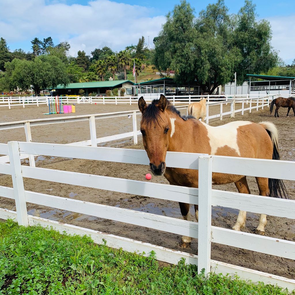 reinsprogram's tweet image. Just a quick Hello from Cisco the #therapyhorse this morning! This cute and friendly guy sure can lift the spirits. ☀️ 🐴 ❤️