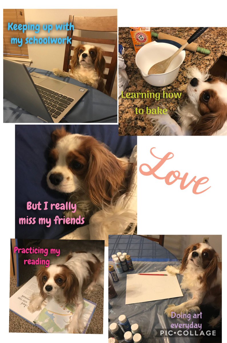 Lichte24's tweet photo. Our therapy dog Winnie is making the most out of being at home but she sure does miss our Eagles! @sramir27 @NEISD_Guidance @encinopark_pta @EPEagles129 @dr_maika https://t.co/jR2YUenaXi