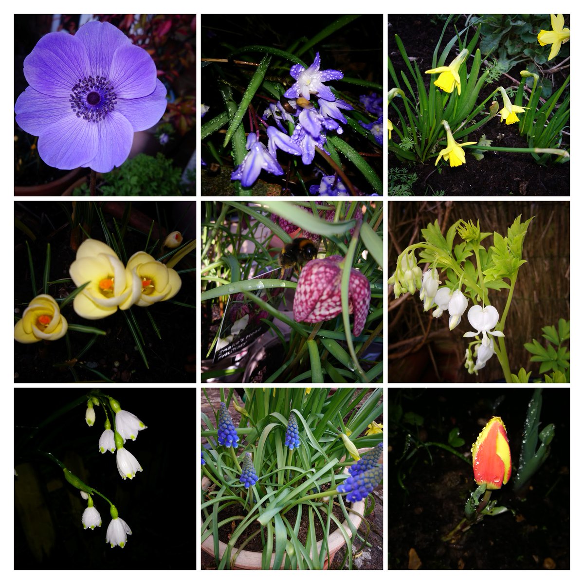 1966Persia's tweet photo. @TexanInOz @redbuttegarden #bulbdomination in my garden #bulbboost #bulbmagic #spring https://t.co/WIuPm1w5vN