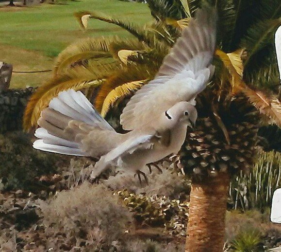 TenerifeMac's tweet photo. Had 2 dove's (McLeish & Miller) visit everyday since lockdown. 7 days in and now virtually tame.
I'll have them cycling on wee bikes and kicking a ball in the next 3 weeks.
#constructiveuseoftime https://t.co/0iC6sld5So