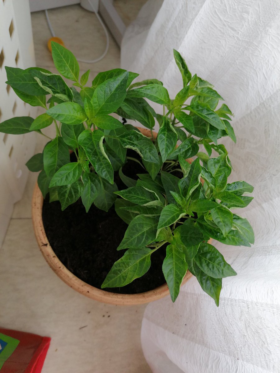 OjChillies's tweet photo. 2hrs later, everybody has new shoes ๐ the wait now begins. Either they will continue on their path to strong healthy plants or they'll drop.
๐ค๐๐ฑ๐ถ๐ฅ
#gyo #chillies #oj #ojchillies #stichilli #stitches #brokeneyeguy #pokeyplantation #2020
#feedthefyah https://t.co/rcUhltGX1z