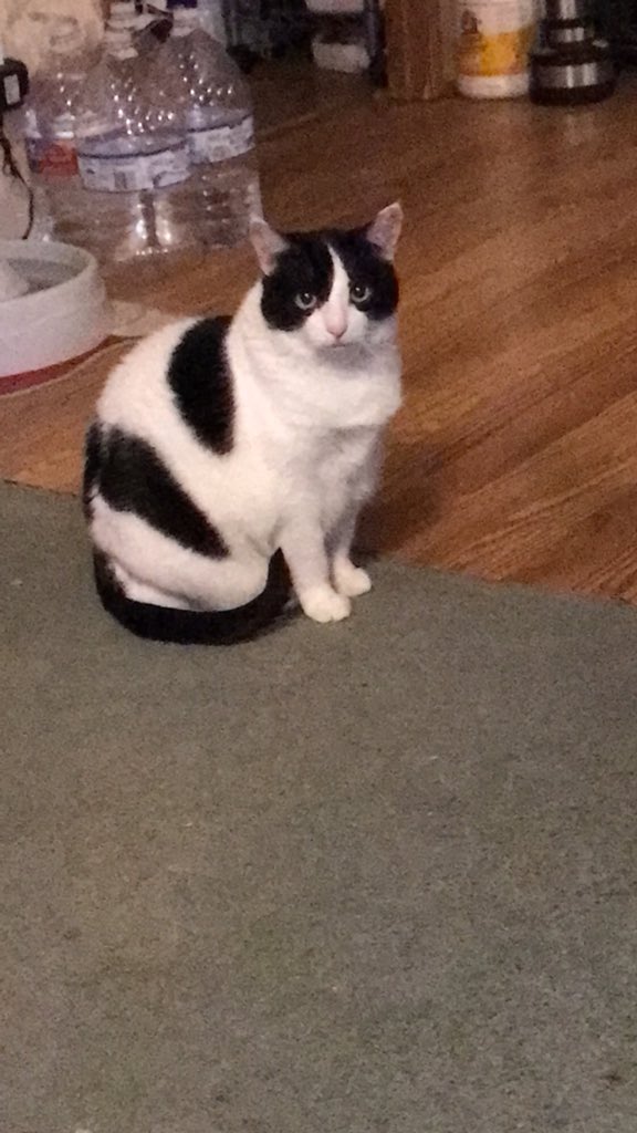 AlicePegg's tweet photo. @ThecatladyNZ https://t.co/GgpU26S38w