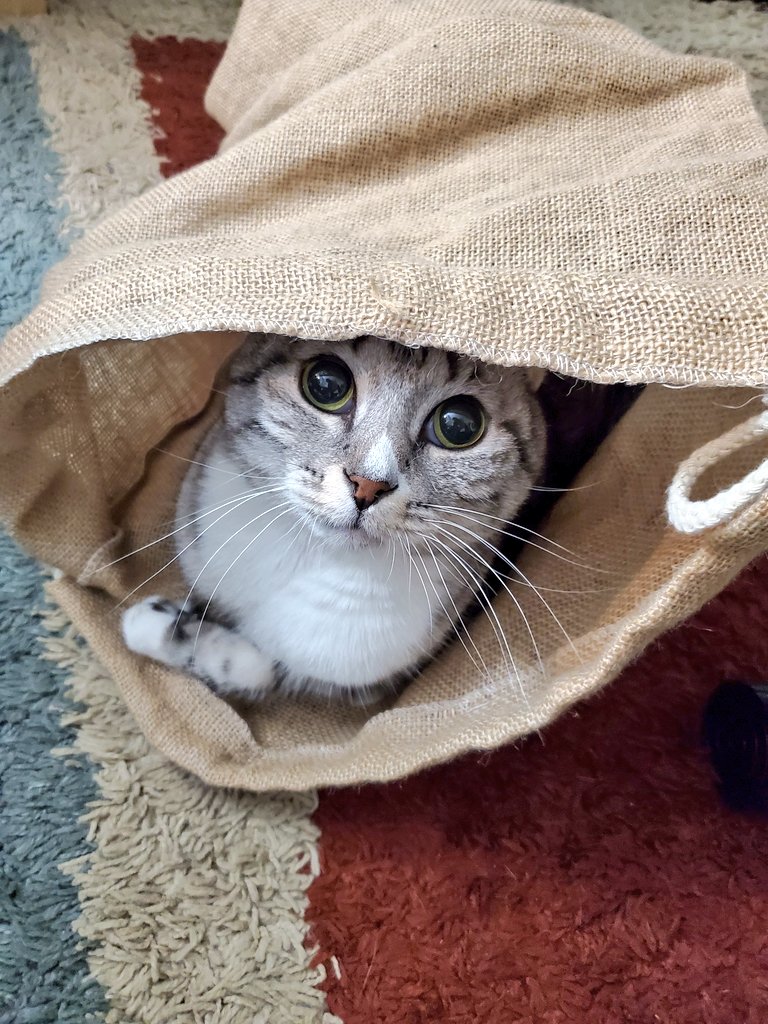 baseball or bust tweet media