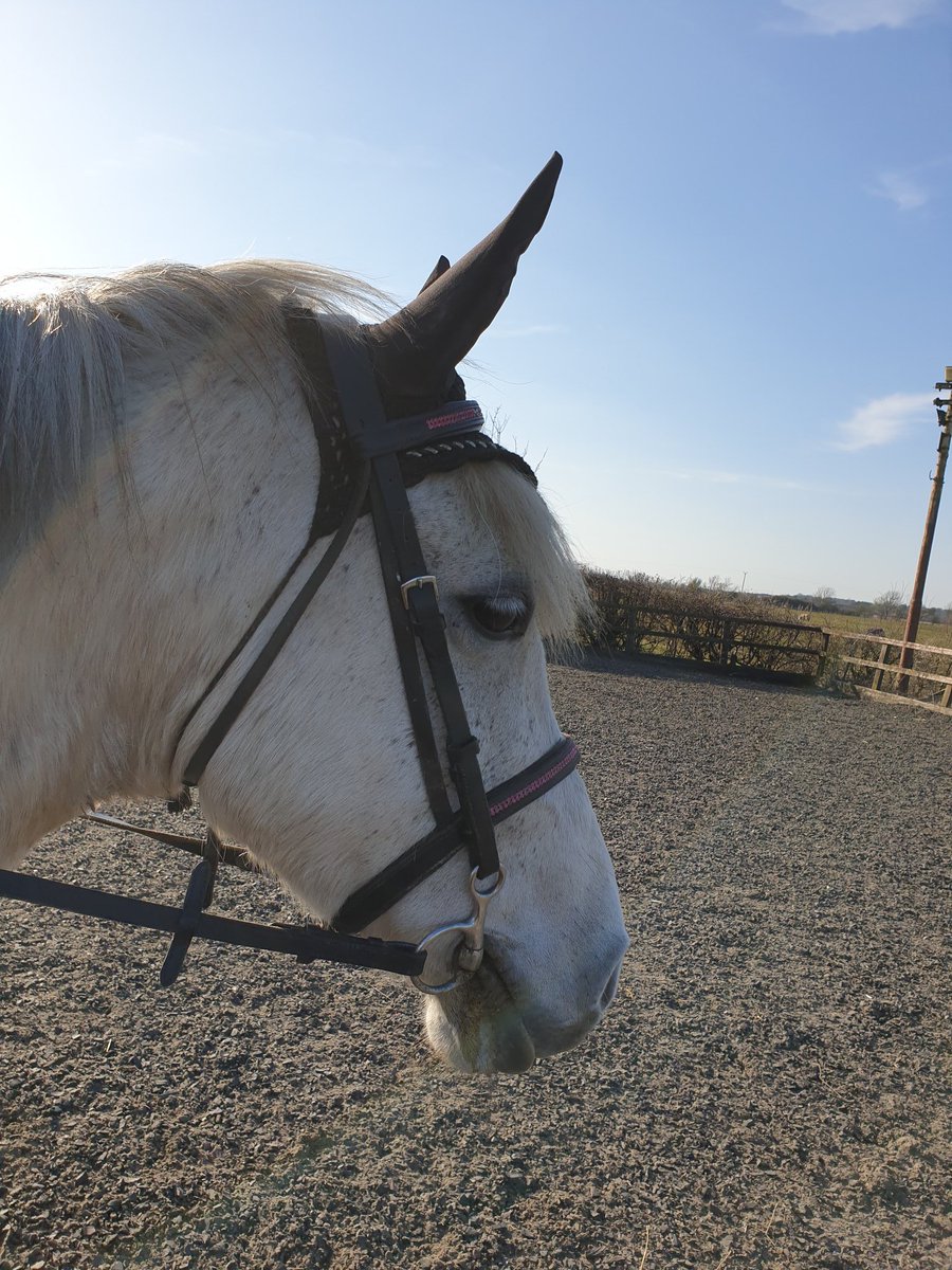furry_burry's tweet photo. @LeviBuckleyNTH @NTeesHpoolNHSFT Spending time with my four legged friend ;-) https://t.co/me6Oqkb7Gv