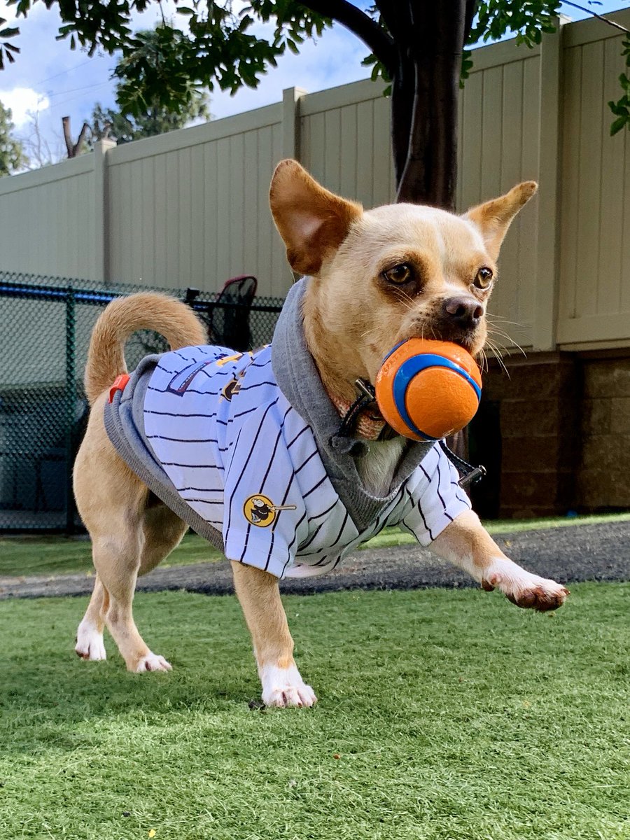 CashewSanchez's tweet photo. Just missing #sports #baseball #supportsandiego #wereinittogether #imissmyfriends #love #cashew @Padres https://t.co/Xjd1wmXSPh