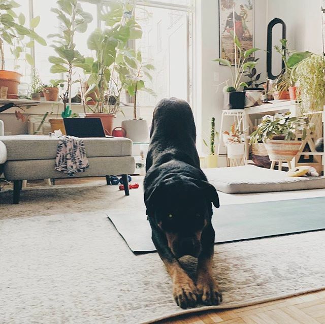 We’ve had more fur babies join our classes than ever before!! 🐕 🐾 #furbabiesofby

Keep sending us your Livestreaming pics because they’re giving our team LIFE right now. 🥰♥️
#Repost via @ext212
・・・
Thank you to @brahmanyoganyc and <a href="/breadandyoga/">Bread and Yoga</a> f… ift.tt/3dmRuGg