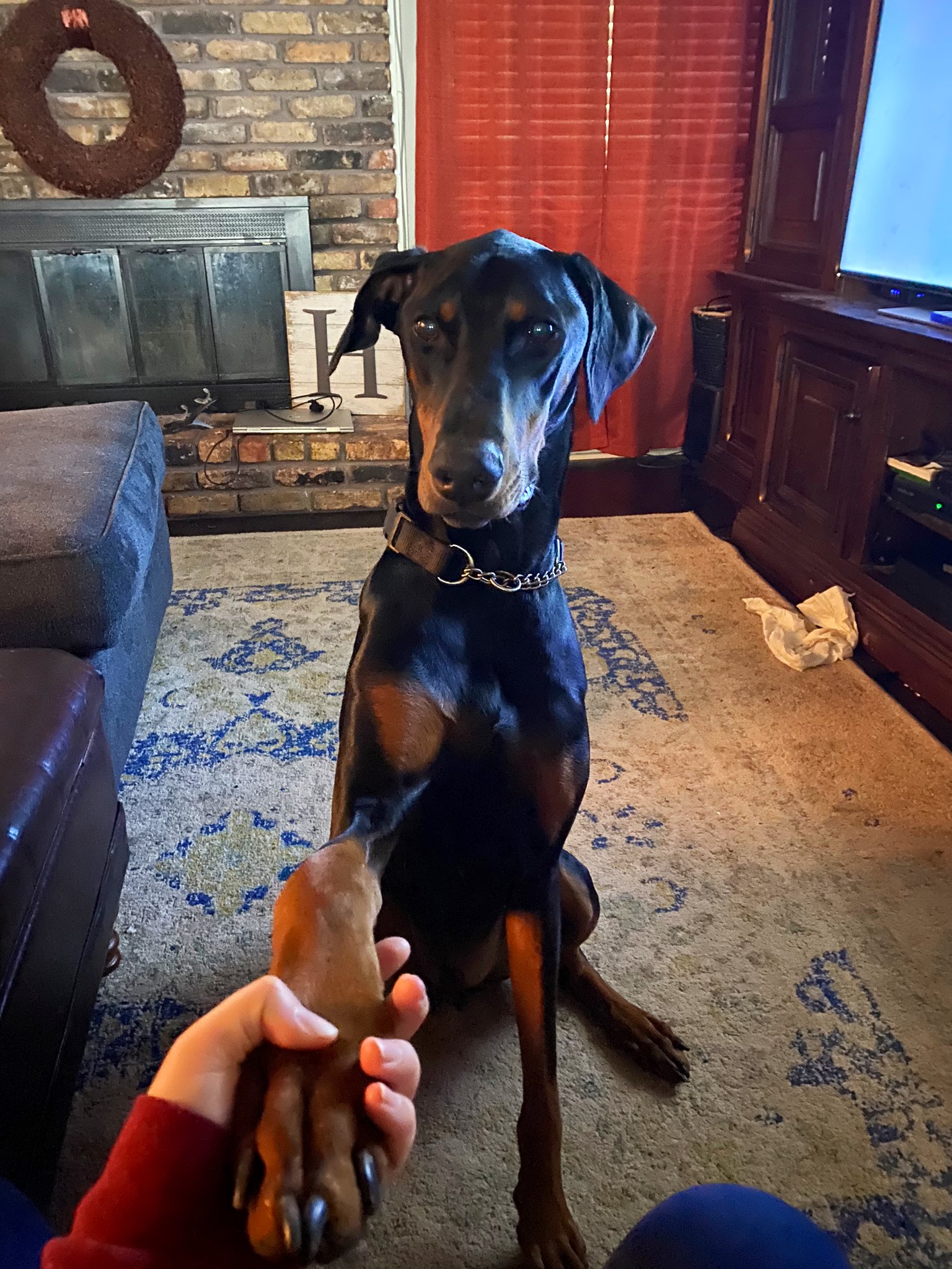 Why Does Doberman Shake