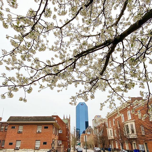 afieldguy's tweet image. Took a walk to easy the stir crazy quarantine vibes. It’s nice to see that while we are removing ourselves from the streets and outdoors for a short time, spring is slowly coming to life outdoors. 🌿🌸 ift.tt/2WA9abt